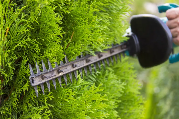 Ein Baumpfleger schneidet mit einer elektrischen Heckenschere sorgfältig eine grüne Thuja-Hecke in einem Garten. Der Fokus liegt auf der scharfen Klinge der Heckenschere, die durch das dichte, leuchtend grüne Laub schneidet.