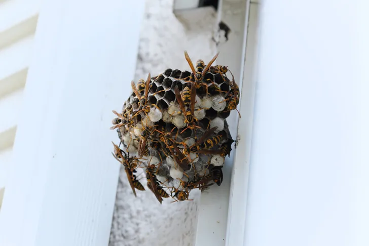 Wespennest mit aktiven Wespen an einem weißen Fensterrahmen unter einer Dachkante im Außenbereich.